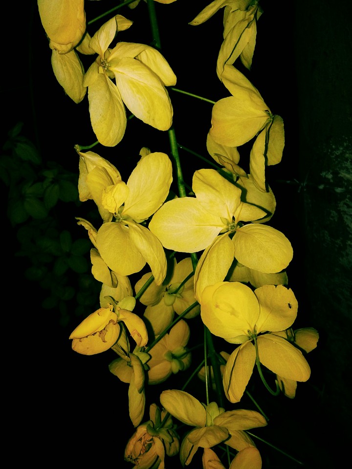 YELLOW SPREADS FRIENDSHIP.. ♥