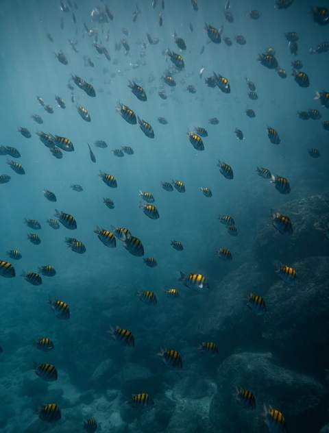 underwater, pomacentridae Hintergrundbilder