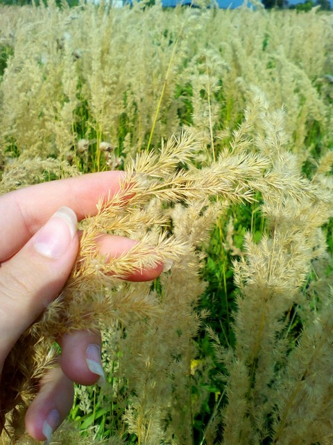 sfondi soil, crop