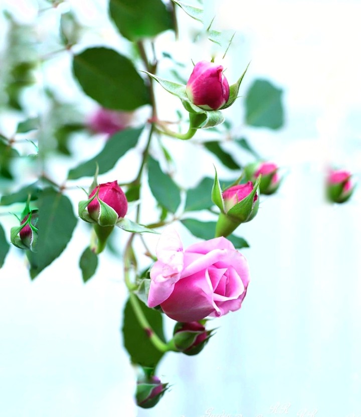 Rosa