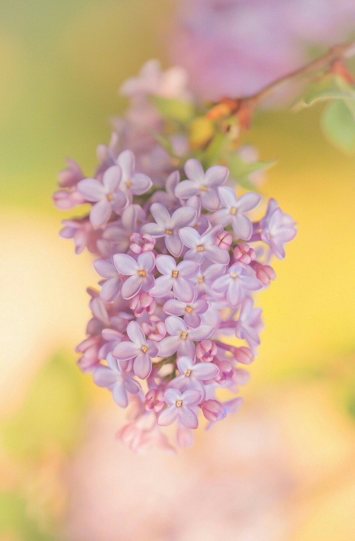 lilac
