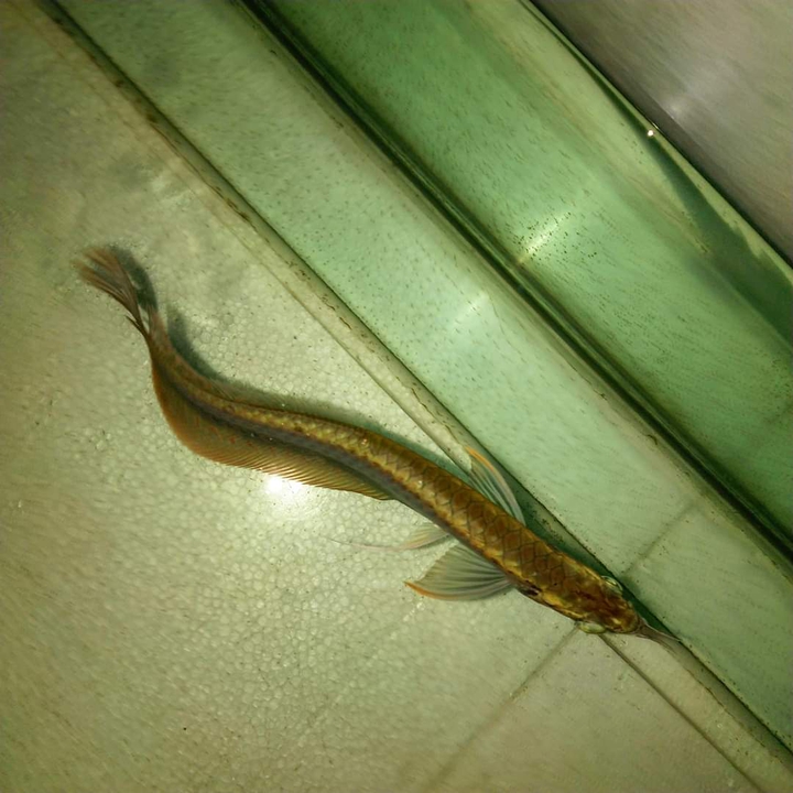 water dragon ?