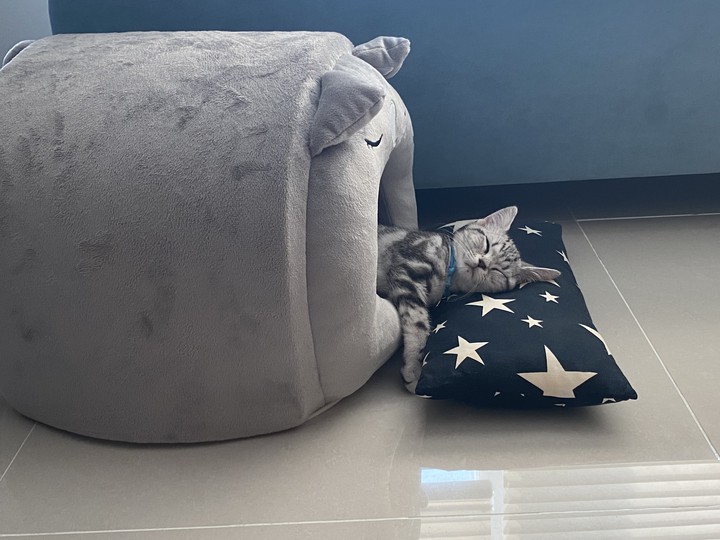 cat