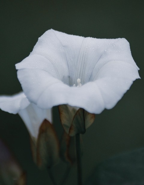 sfondi flower, plant
