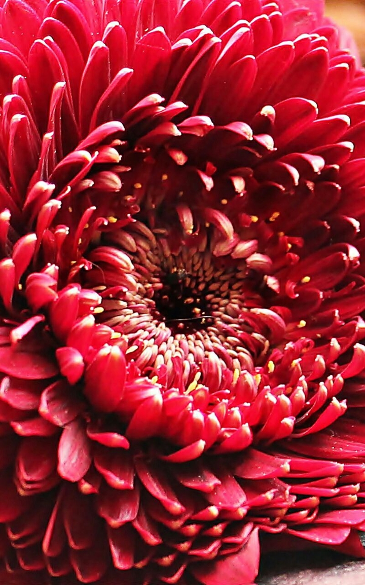 Red Sunflower ♡HM♡