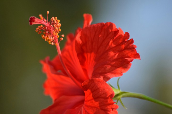 Hibiscus Flower