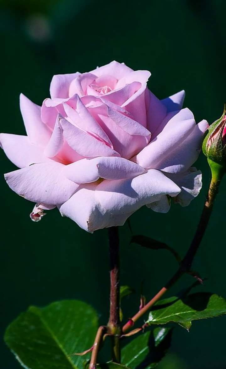 pink rose