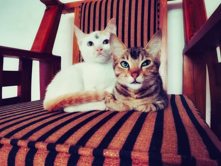 Cat Love ❤  (Valentine special) 2018 4K