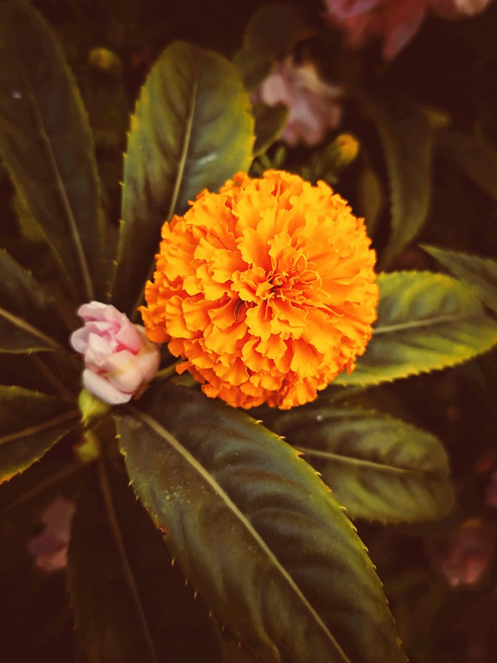 Flower