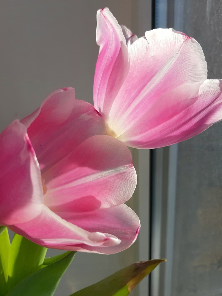 tulips