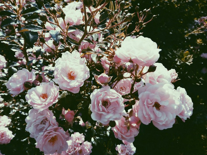 beautiful flowers