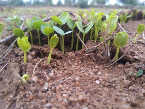 Growing seeds......