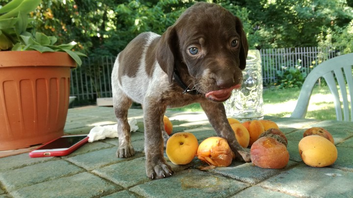 #myspecialdog#sweet#animal