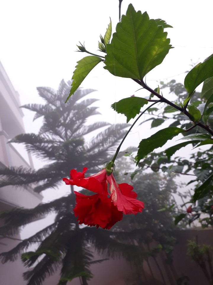 Flower in the snow