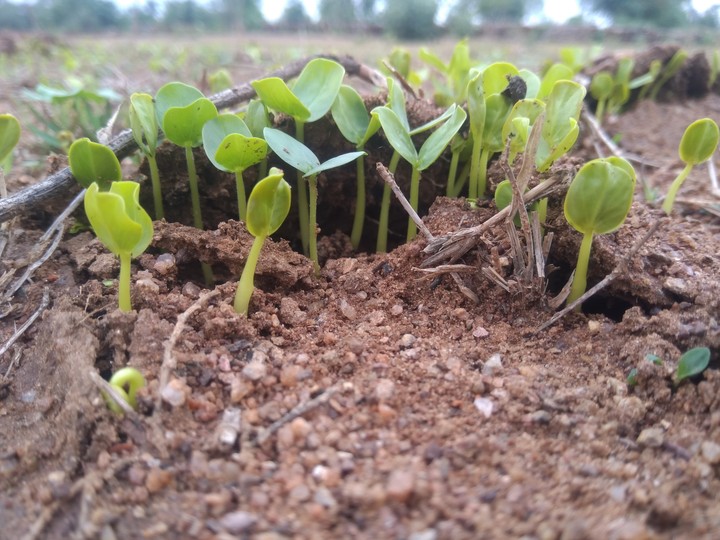 Growing seeds......