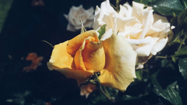 Yellow Roses