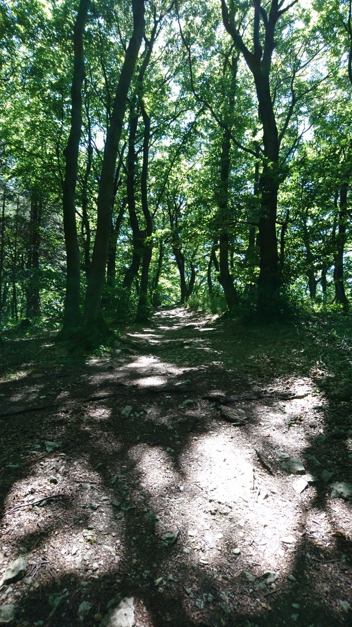 wood