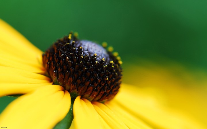 flora