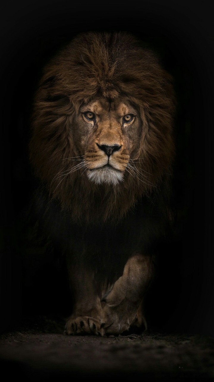 lionn