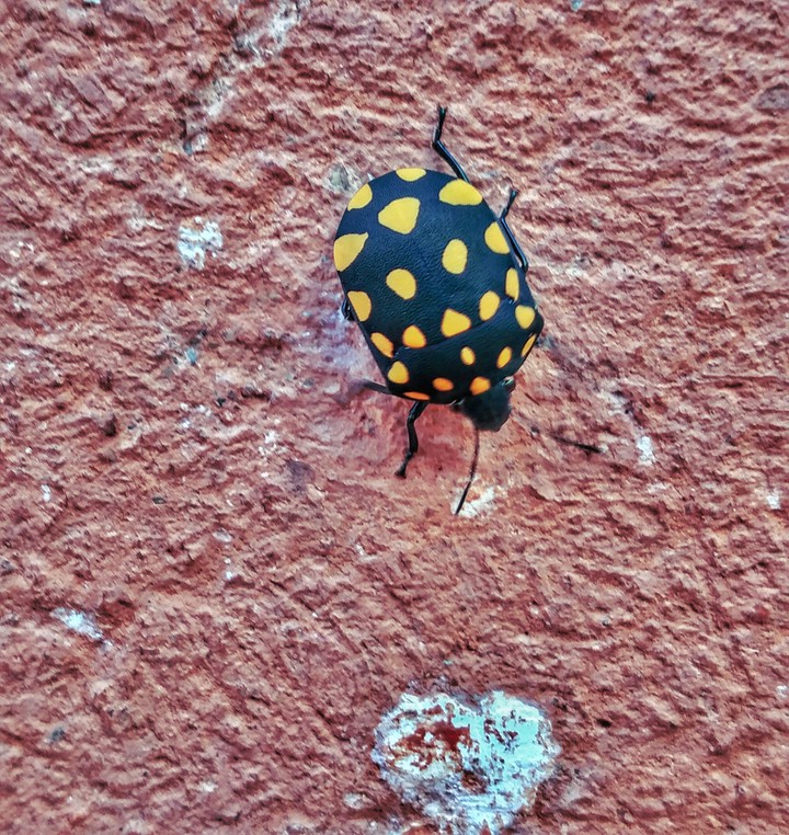 Bug ?