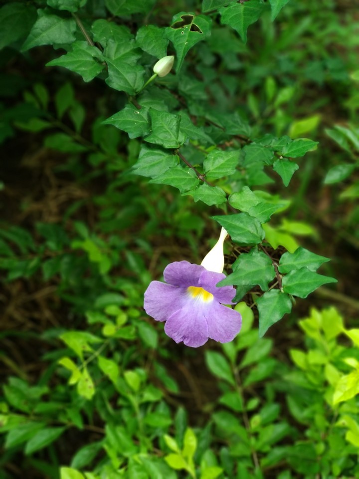 flowery