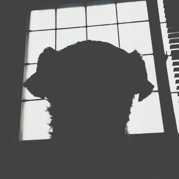 dogs