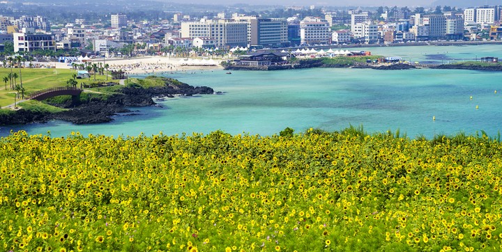 spring time in jeju