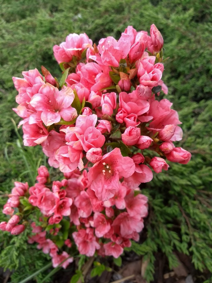 Pink flowers