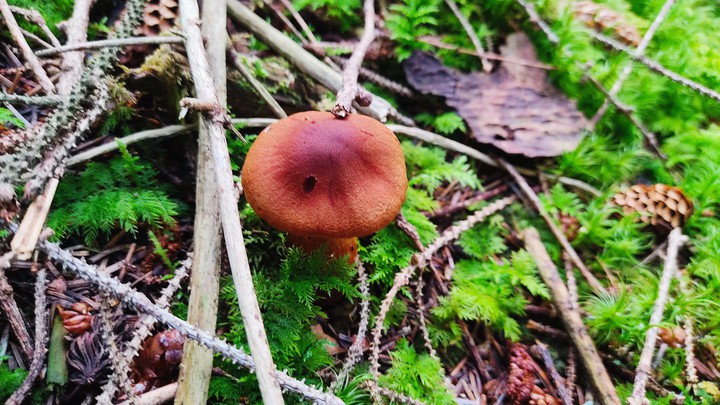 mushroom