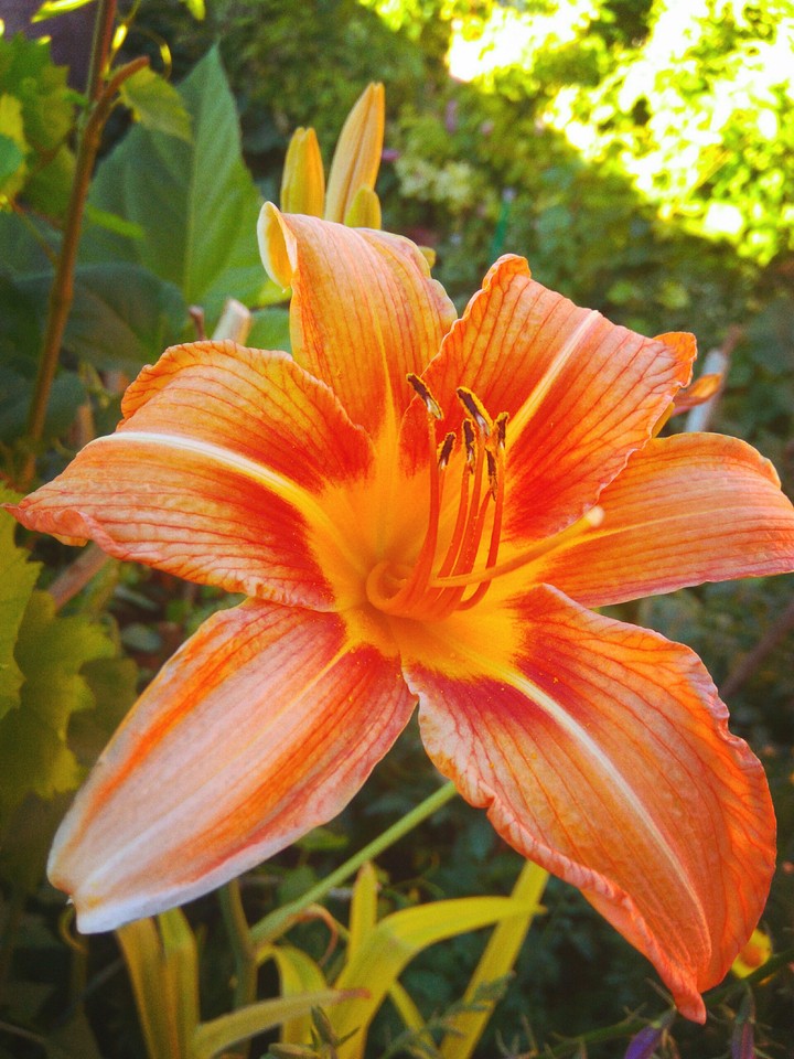 flower