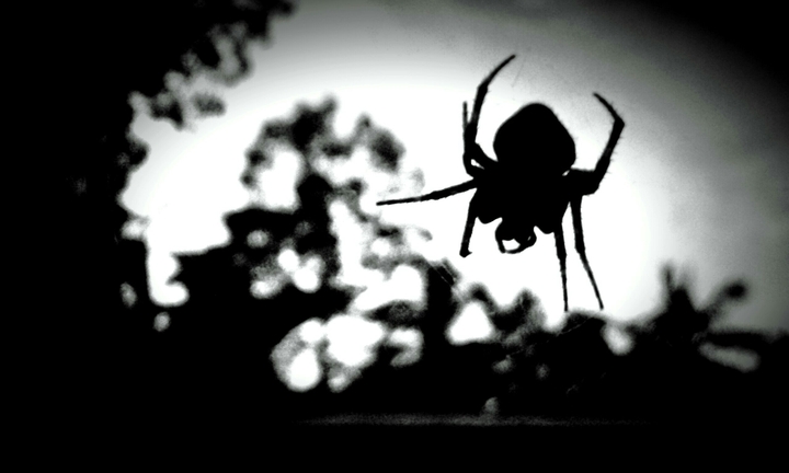 spider