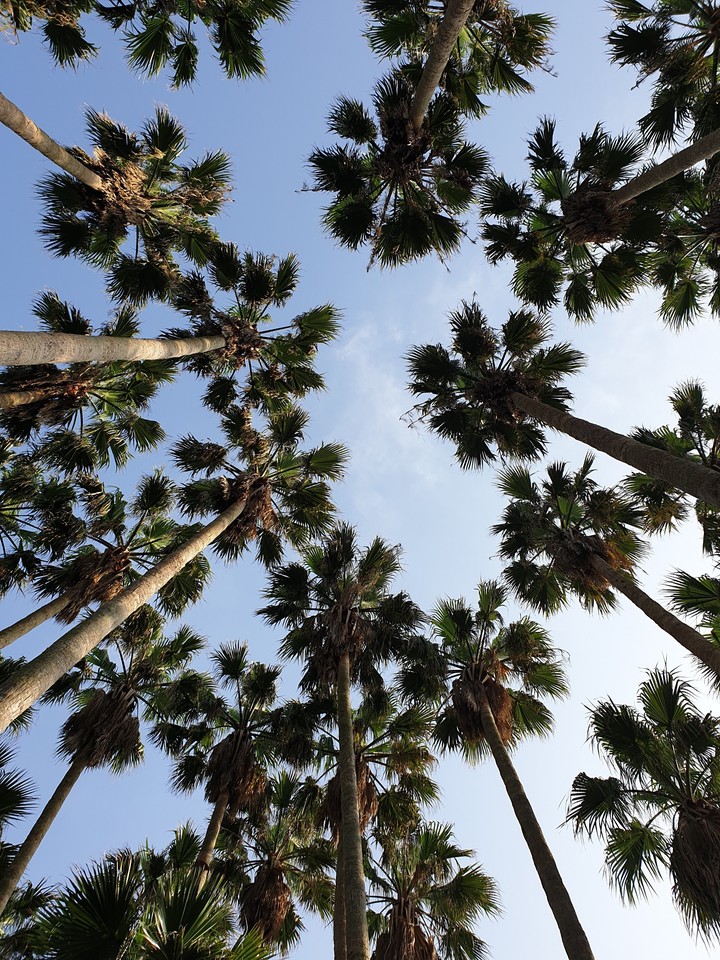tropical tree