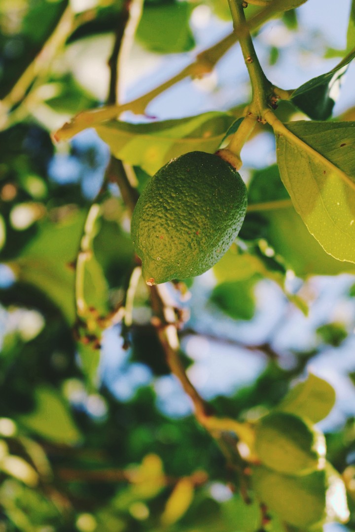 Limone
