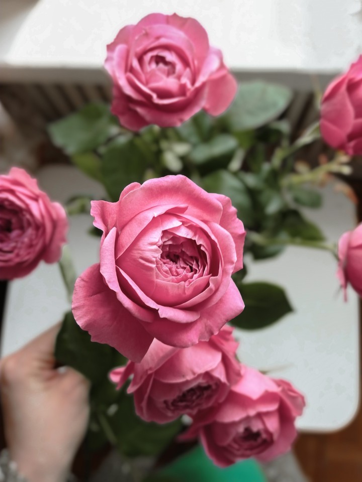 flowers