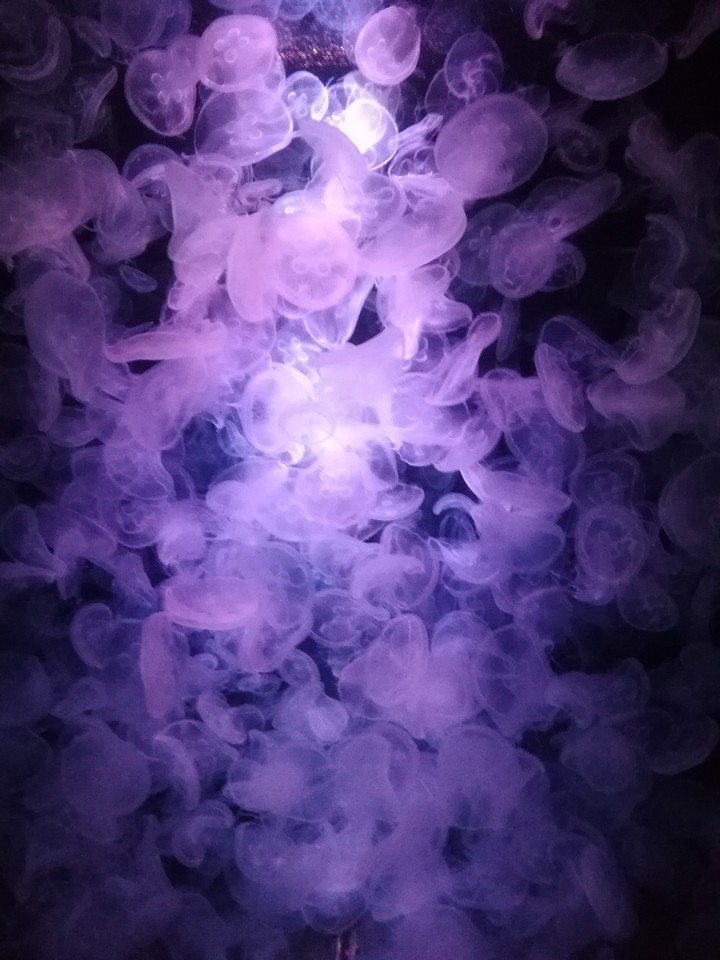 Jellyfish