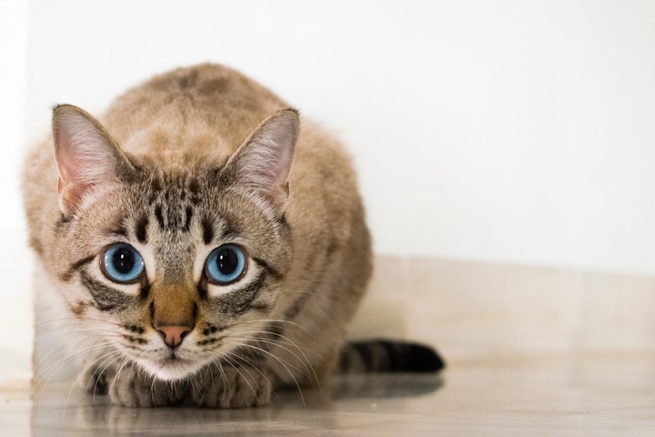 CUTE CAT