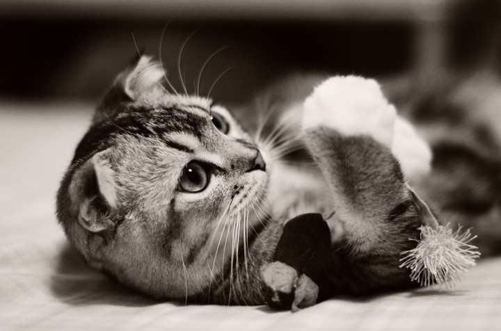 The Kitten