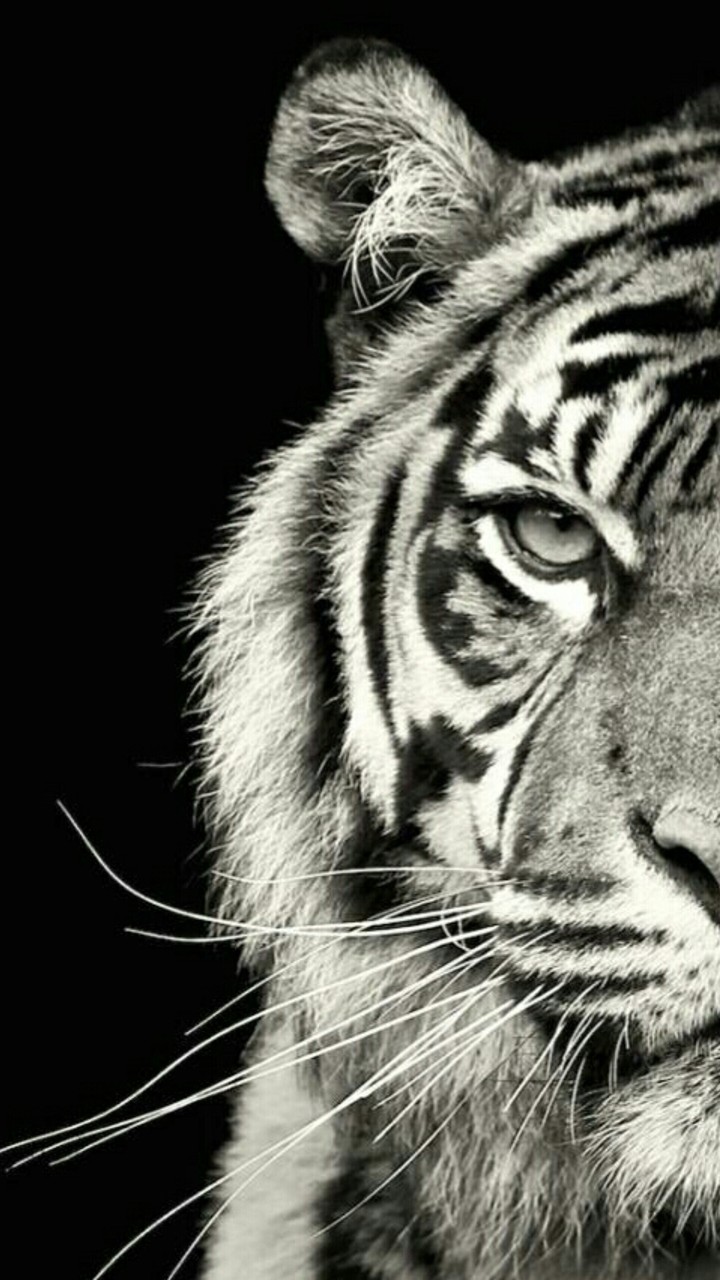 monochrome toger