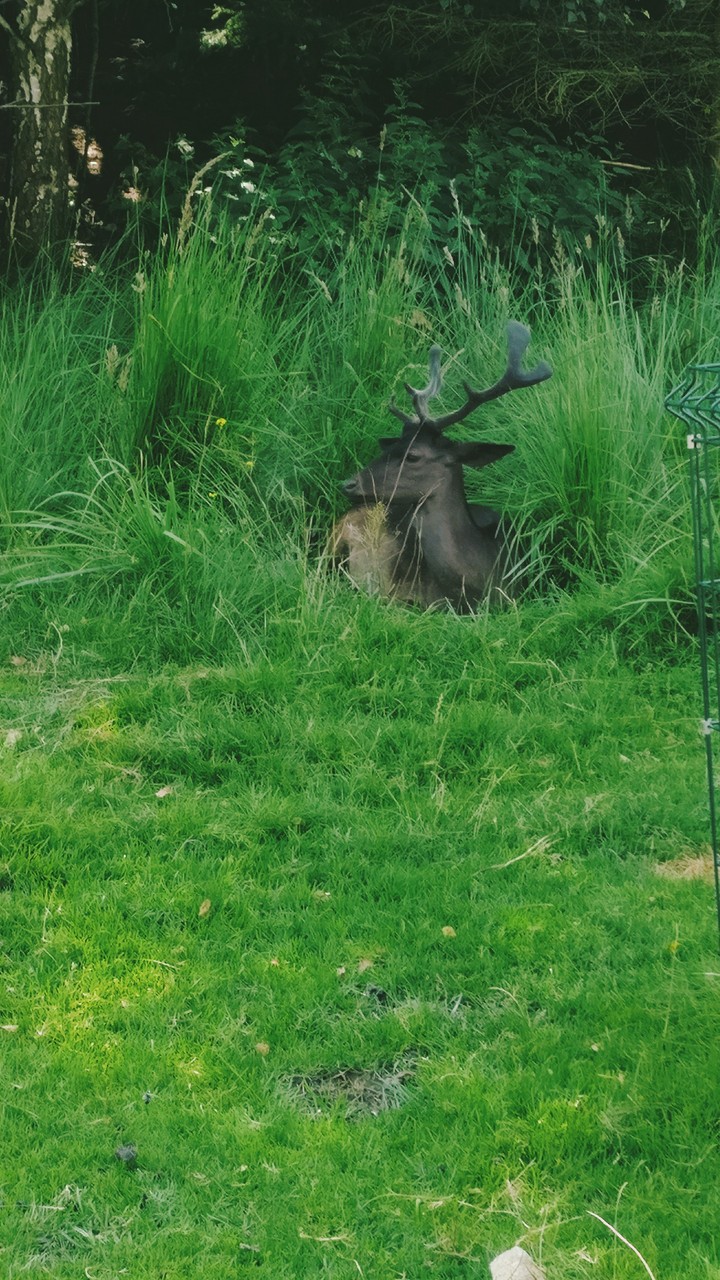 wahre Schönheit des Tierreiches