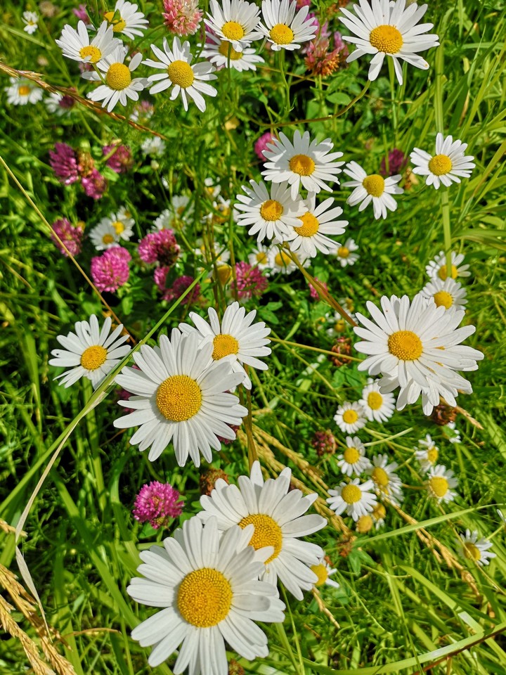 Flower carpet