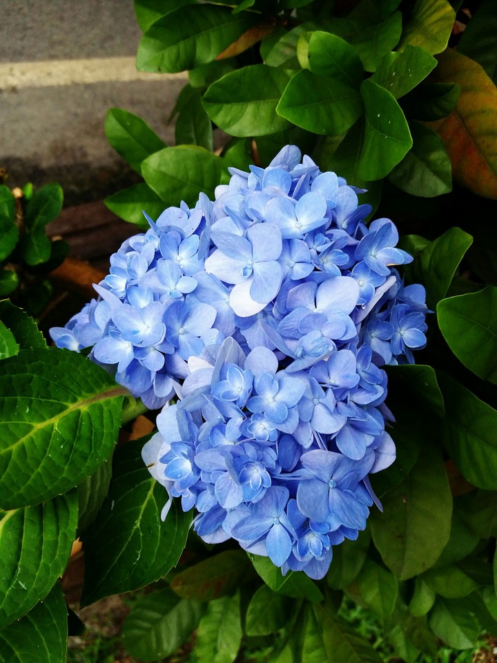 Fantastic flower