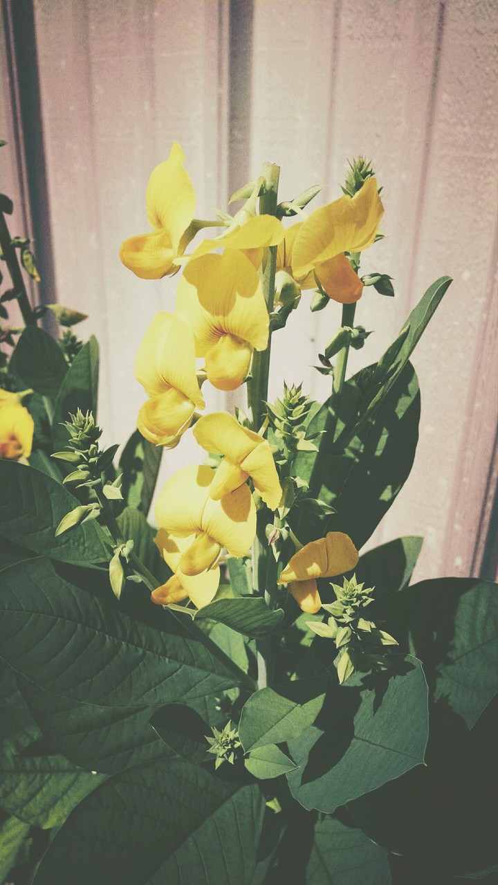 Beautiful summer flowers
