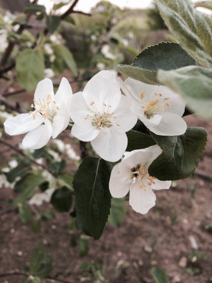 flower.