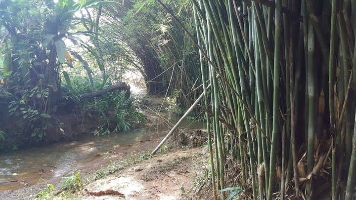 bambu