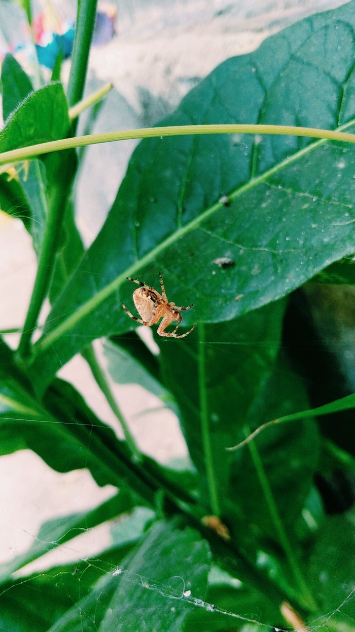 #spider