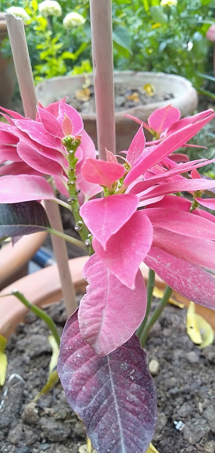 leaves