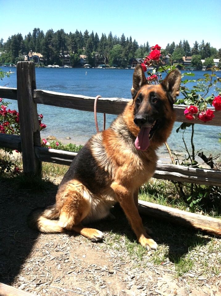 German Shepard