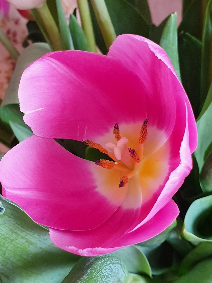 Tulip