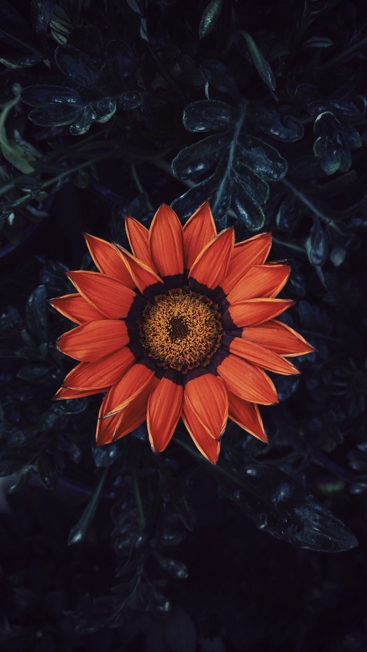 #flowers