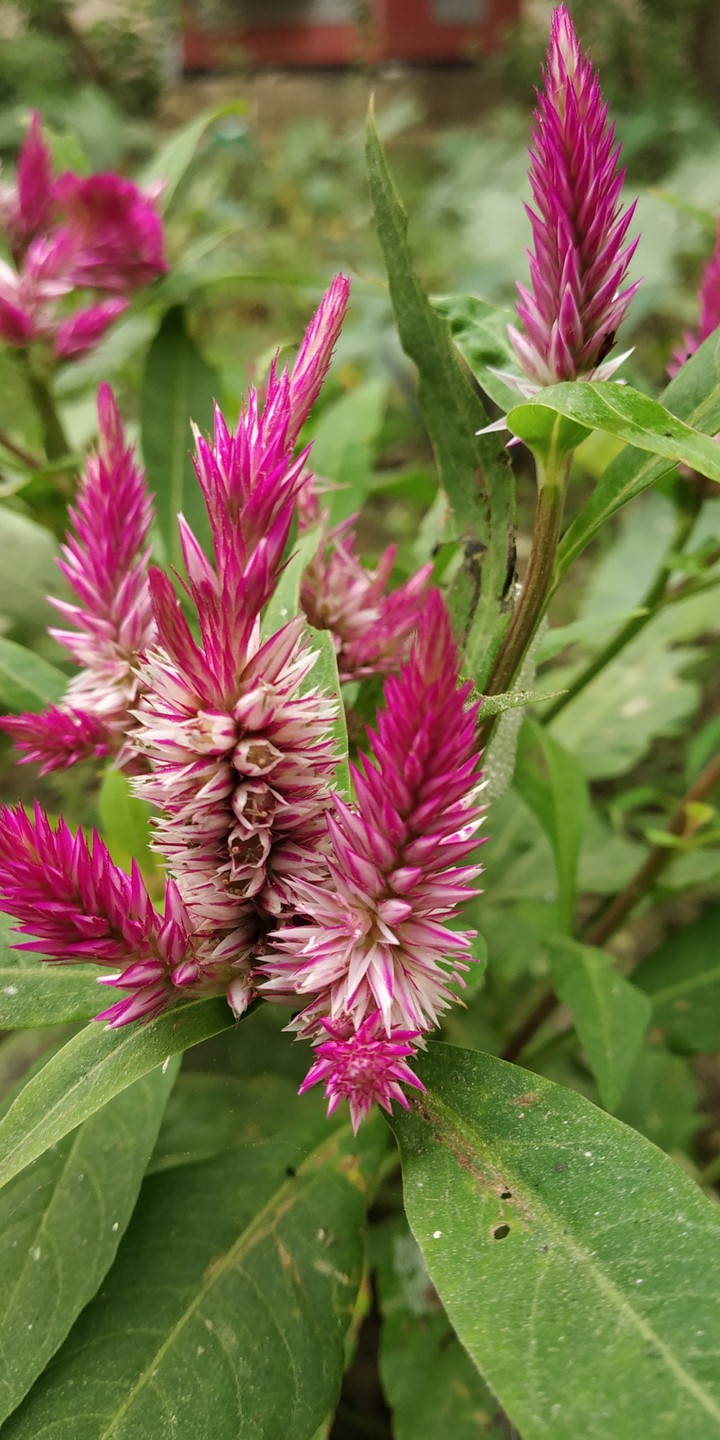 Flower ?